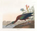 Ibis falcinelle - John James Audubon — artwork view