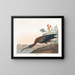 Ibis falcinelle - John James Audubon — framed artwork on a wall