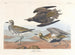 Goudplevier - John James Audubon — weergave van het kunstwerk