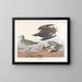 Goudplevier - John James Audubon — ingelijst kunstwerk aan de muur