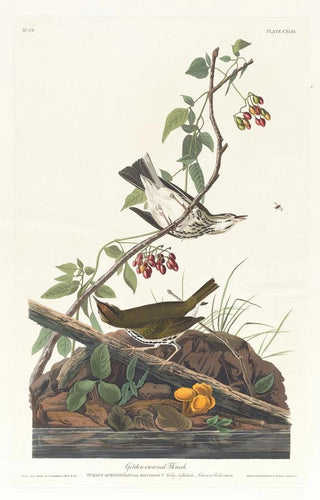 John James Audubon - Goldencrowned thrush.webp