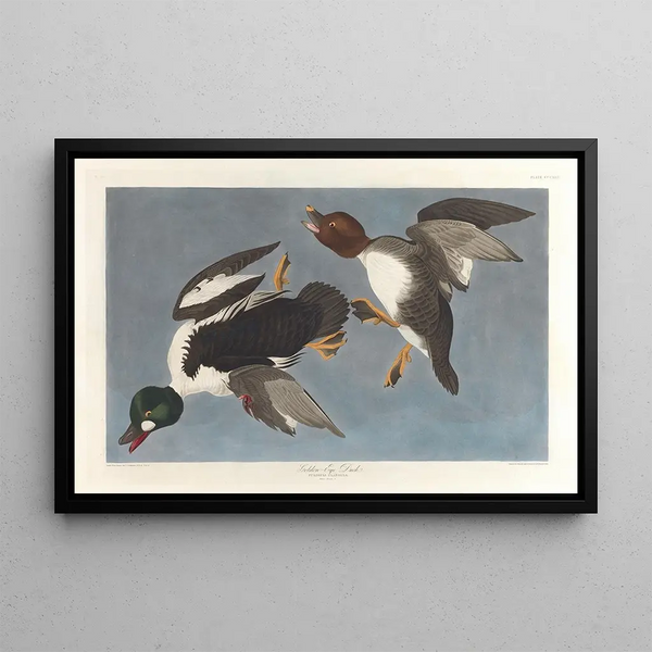 Garrot à œil d'or, Fuligula clangula - John James Audubon — ingelijst kunstwerk aan de muur
