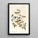 Paruline à ailes dorées - John James Audubon — ingelijst kunstwerk aan de muur