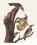 Golden-winged Woodpecker - John James Audubon — artwork view