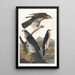 Autour des palombes - John James Audubon — ingelijst kunstwerk aan de muur