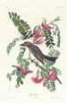 Tyran gris - John James Audubon — weergave van het kunstwerk