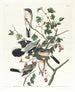Four Northern Shrikes on leafy branches with red berries — Audubon Plate 192