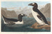 Grote pinguïn - John James Audubon — weergave van het kunstwerk