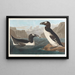 Grote pinguïn - John James Audubon — ingelijst kunstwerk aan de muur