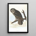 Grote uil - John James Audubon — ingelijst kunstwerk aan de muur