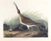 Grote ijsvogel - John James Audubon — weergave van het kunstwerk