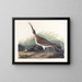 Grote ijsvogel - John James Audubon — ingelijst kunstwerk aan de muur