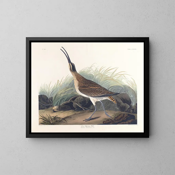 Grand courlis esquimau - John James Audubon — framed artwork on a wall