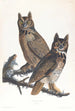 Grote uil van Amerika - John James Audubon — weergave van het kunstwerk