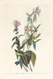 Tyran à tête noire - John James Audubon — weergave van het kunstwerk