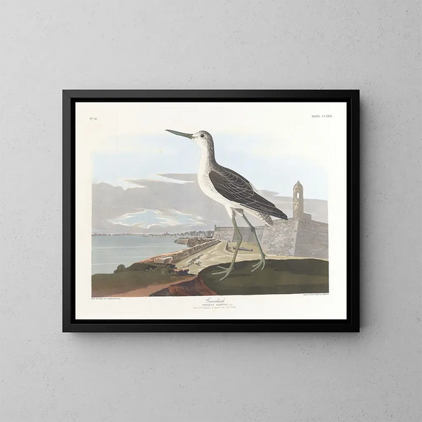 Black-tailed Barge - John James Audubon — framed artwork on a wall