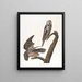 Owl hawk - John James Audubon — framed artwork on a wall