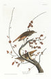 Grive solitaire - John James Audubon — weergave van het kunstwerk