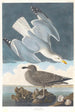 Zeearend - John James Audubon — weergave van het kunstwerk