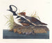 Huppelende Eend - John James Audubon — weergave van het kunstwerk