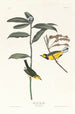 Paruline à capuchon - John James Audubon — weergave van het kunstwerk