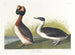 Zwarte kuifkrooneend - John James Audubon — weergave van het kunstwerk