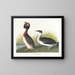 Zwarte kuifkrooneend - John James Audubon — ingelijst kunstwerk aan de muur