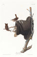 Troglodyte familier - John James Audubon — weergave van het kunstwerk