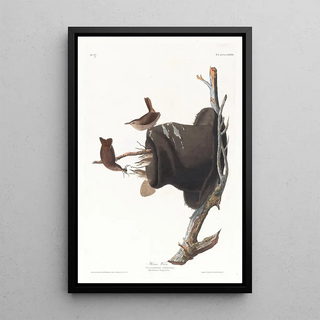 John James Audubon - House wren.webp