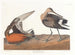 Barge hudsonienne - John James Audubon — weergave van het kunstwerk