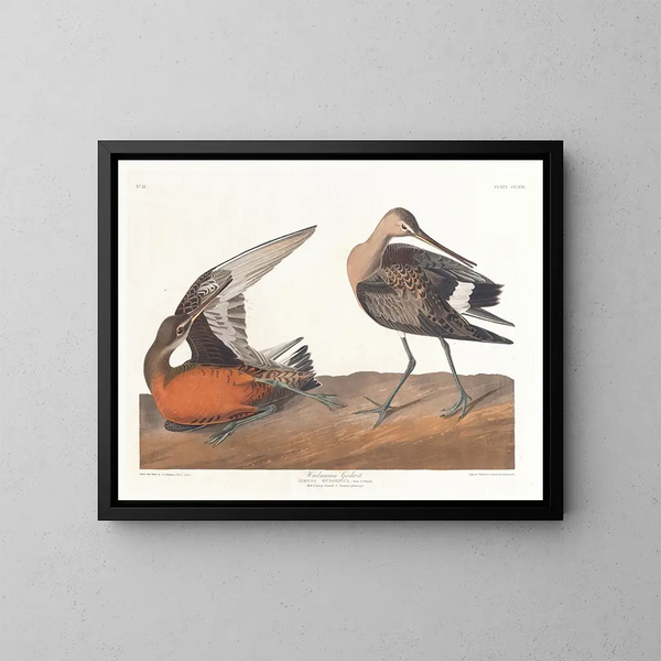 Hudson River Barge - John James Audubon — framed artwork on a wall