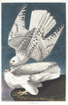 Faucon gerfaut - John James Audubon — weergave van het kunstwerk