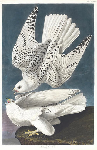John James Audubon - Iceland or jer falcon.webp