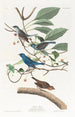 Passerin indigo - John James Audubon — weergave van het kunstwerk