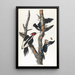 Pic à bec ivoire - John James Audubon — ingelijst kunstwerk aan de muur