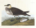 Jager - John James Audubon — weergave van het kunstwerk