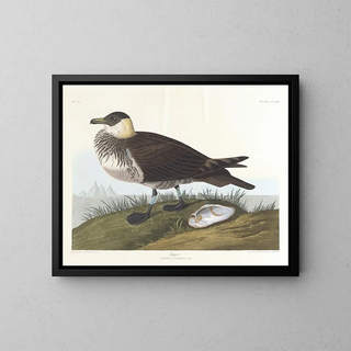 John James Audubon - Jager.webp