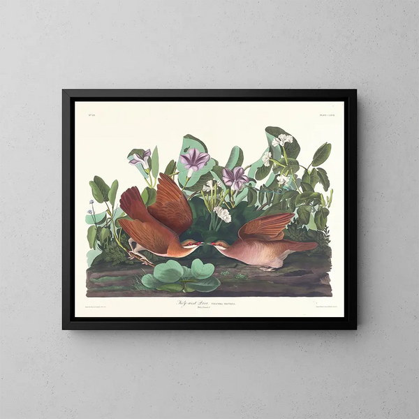 Colombe de Key West - John James Audubon — framed artwork on a wall