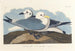 Seagull tridactyle - John James Audubon — artwork view