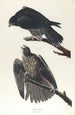 Faucon du Labrador - John James Audubon — weergave van het kunstwerk