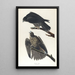 Faucon du Labrador - John James Audubon — ingelijst kunstwerk aan de muur