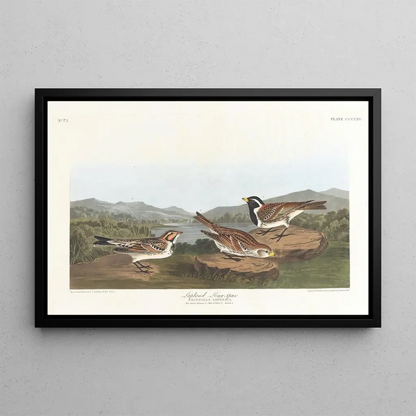 John James Audubon - Lapland longspur.webp