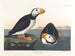 Pijlstaartvogel met grote snavel - John James Audubon — weergave van het kunstwerk