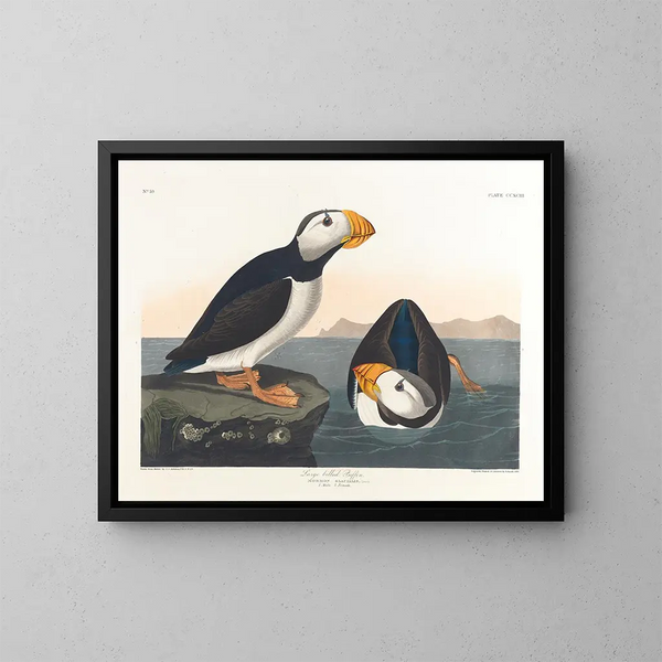 Pijlstaartvogel met grote snavel - John James Audubon — ingelijst kunstwerk aan de muur