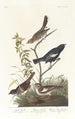Bruant des prés Bruant des prairies Moineau chanteur brun - John James Audubon — weergave van het kunstwerk