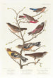 Bruant lazuli Bouvreuil à cou cramoisi Linotte à couronne grise Vacher gros-bec de soirée Plectrophane brun - John James Audubon — weergave van het kunstwerk