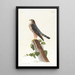 Le petit caporal - John James Audubon — ingelijst kunstwerk aan de muur