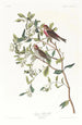 Sizerin flammé - John James Audubon — weergave van het kunstwerk