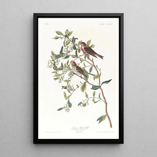 John James Audubon - Lesser redpoll.webp