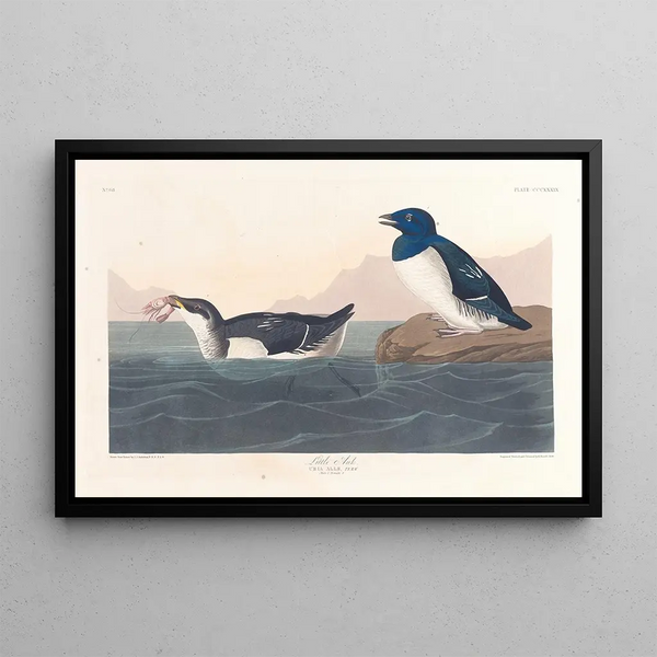 John James Audubon - Little auk.webp